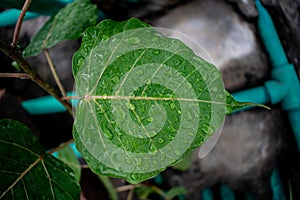 Droplets over green leaf