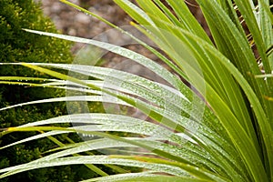 Droplets on a Plant