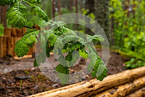 Droplets of rain at oak leaves