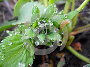 Droplets of rain