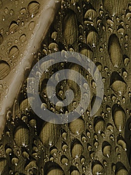 Droplets of rain water on plant leaf, Mauritius