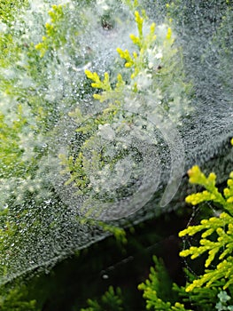 Droplets on spider web