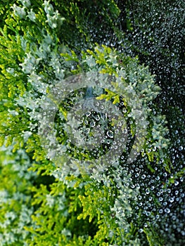 Droplets on spider web