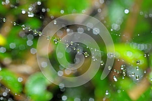 Droplets on spider-web thread