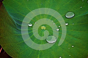 Droplets Suspended on Green Leaf