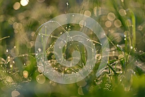 Droplets of water on blades of grass in sunshine and spider net