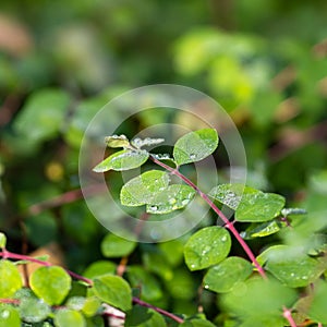 droplets of water on a branch of leaves