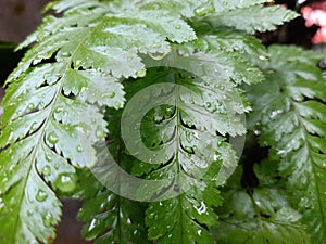 Droplets of water dripping on fern leafs