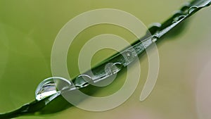 Droplets of water on leaf