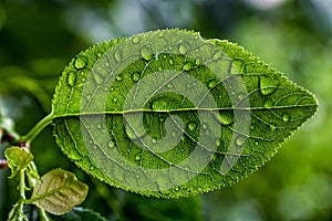 Droplets of water on a leaf of a plum tree