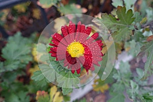 Droplets of water on red and yellow flower of Chrysanthemum