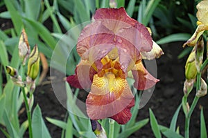 Droplets of water on red and yellow flower of Iris germanica