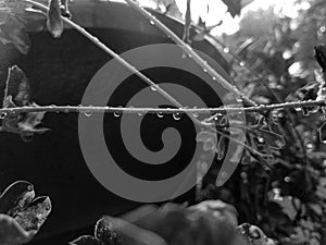 Droplets on a wet flower stem