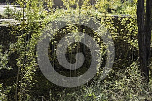 Dropoff to the Stream