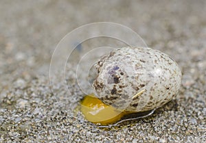 Dropped egg