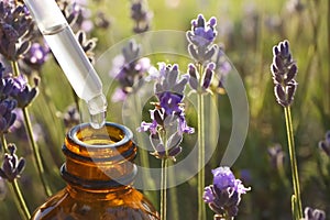 Dropper with essential oil over bottle in blooming field, closeup. Space for text