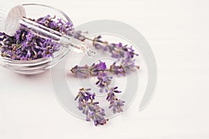 Dropper with lavender essential oil and lavender flowers around it on white background with copyspace. Aromatherapy and