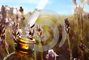 Dropper with lavender essential oil over bottle in blooming field, closeup