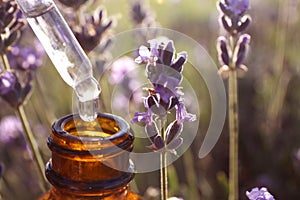 Dropper with lavender essential oil over bottle in blooming field. Space for text