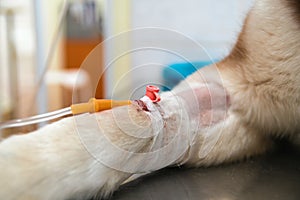 Dropper with the medicine is inserted into the catheter in the groomed dog`s paw. Paw dog bandaged with a bandage with blood on it