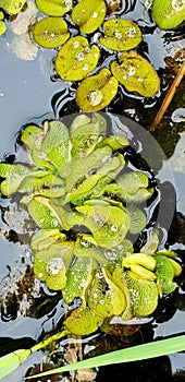 Dropplets on water flora