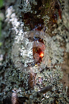 Drops of amber-colored resin protruding from the wood