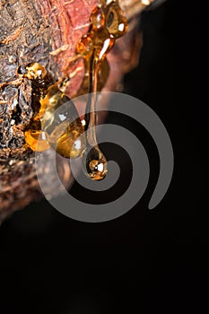 drops of amber pitch flow down on tree