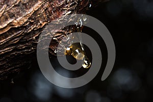 drops of amber pitch flow down on tree