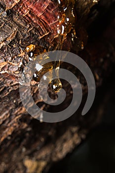 drops of amber pitch flow down on tree