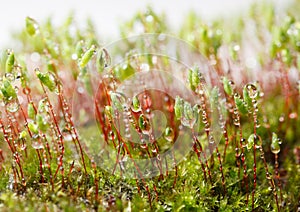 Drops and bryum moss