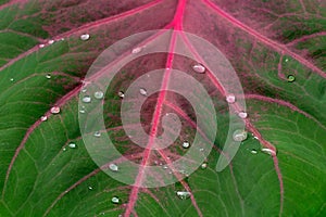 Drops on Caladium leaf photo