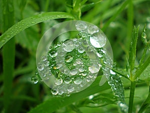 Drops of the dew