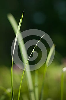 Drops of dew on a blade of grass