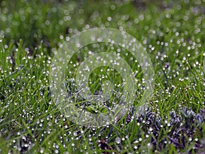 Drops of dew on blades of grass