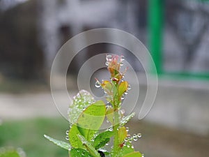 Drops of dew on blades of grass