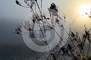 Drops of dew on the Cobweb
