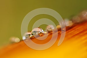 Drops of dew on colored leaf