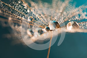 Drops of dew on a dandelion. Dandelion on an aquamarine background. Emerald background.