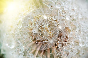 Drops of dew on dandelion leontodon