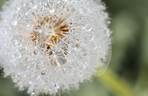 Drops of dew on dandelion leontodon