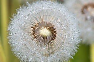 Drops of dew on dandelion leontodon