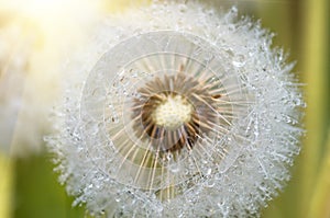 Drops of dew on dandelion leontodon