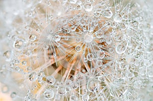 Drops of dew on dandelion leontodon