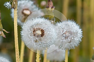 Drops of dew on dandelion leontodon