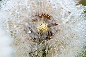 Drops of dew on dandelion leontodon