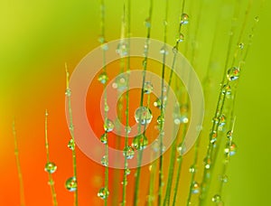 Drops of dew on the ear of wheat - macro