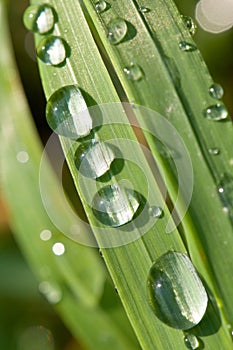 Drops of dew on the grass