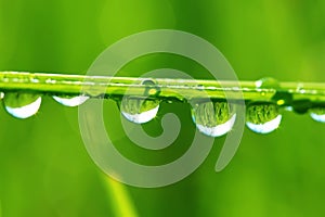 Drops of dew on a grass