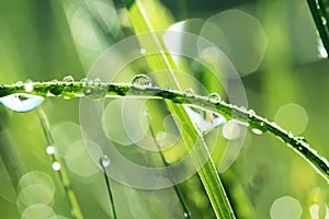 Drops of dew on a grass