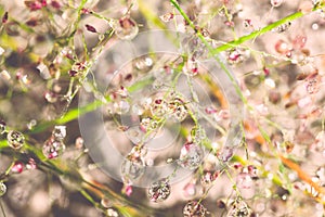 Drops of dew on a grass